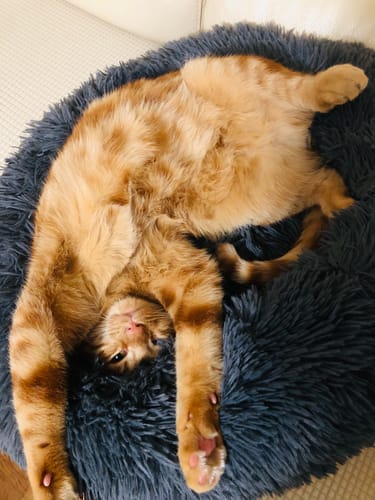 Avis photo d'un client sur Pâtée Chat Stérilisé Sans Céréales - Poulet, Tomates & Olives