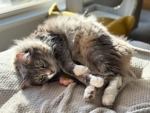 Customer photo review of Extra Toys Seven-Pack