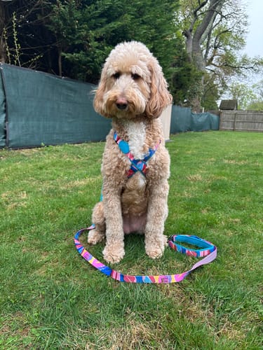 Customer photo review of Colorful PRO Protective Trachea Dog X Harness
