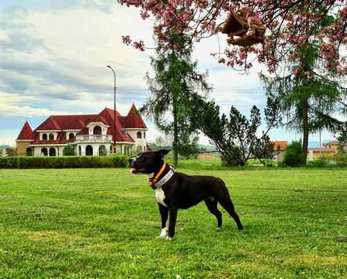 undefined review of 4cm Limited Edition Collar Width & Adjustable Lead Set image 1 out of 5