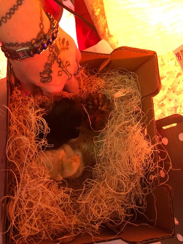 Customer photo review of Gold Deathlayer Chick (Unsexed)