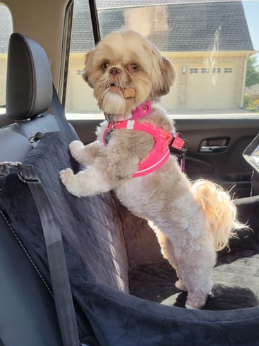 Customer photo review of FurLife™ - 12 Months Flea and Tick Tags for Dogs