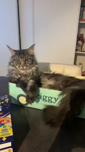 Avis photo d'un client sur Croquettes Maine Coon Stérilisé Sans Céréales - Poulet