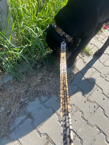 Customer photo review of Smycz z dodatkową rączką - Guard Leash Brush Czarna