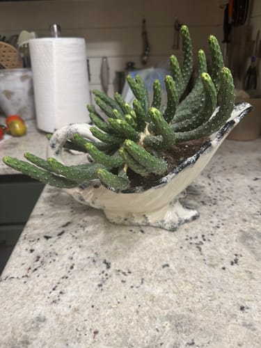 Customer photo review of Euphorbia Inermis | Medusa’s Head Euphorbia