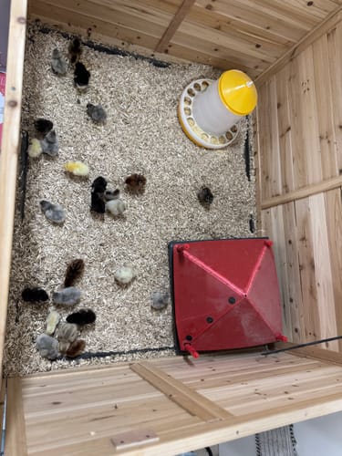 Customer photo review of Mystery Chick "Rare & Designer Breed Assortment" (Unsexed)