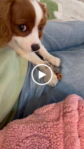 Customer video review of 6 Inch Power Fish Sticks