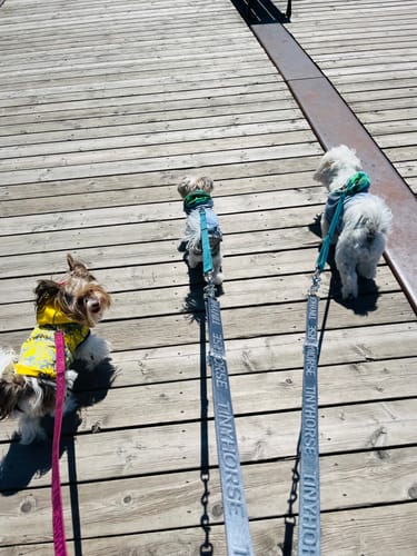 Customer photo review of Leader Lite