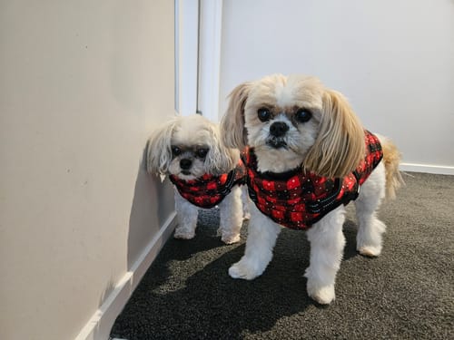 Customer photo review of Dog Coat - Winter Dog Jacket Australia