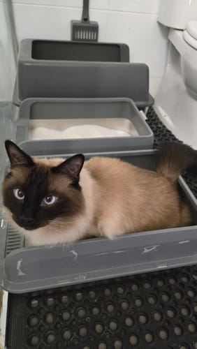 Customer photo review of Fit Litter PLUS - 3 month supply - 4 cat