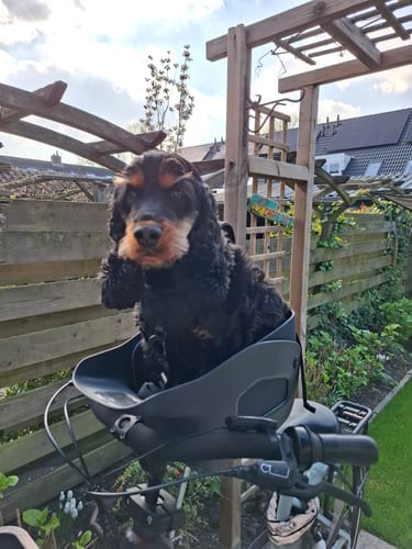 Customer photo review of Kvisp Dog Bike Carrier