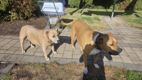 Customer photo review of Handmade Leather Dog Collar Classic Pink & Chrome (Regular Fit)