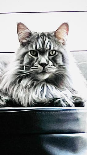 Avis photo d'un client sur Croquettes Maine Coon Stérilisé Sans Céréales - Poulet