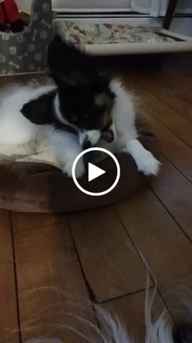 Customer video review of Blueberry Yak Chews