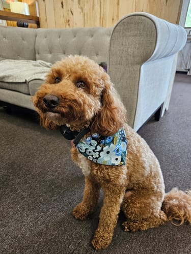 Customer photo review of Blue Floral Rifle Paper Co Fabric Dog Bandana or Cat Bandana