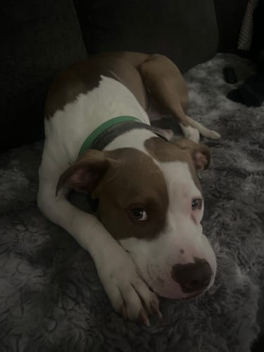Customer photo review of FurLife™ 8 Months Flea and Tick Free