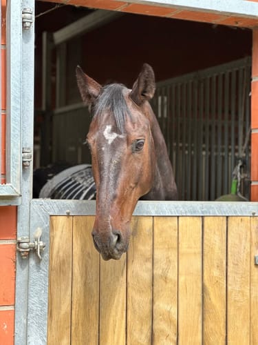 Customer photo review of Strotonin Horse Support