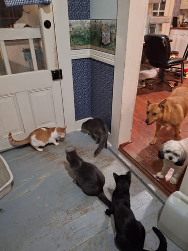 undefined review of SPEEDY TAIL 2.0 image 1 out of 1