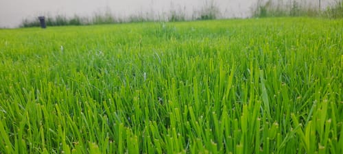 Customer photo review of Animatio® Profi-Rasendünger