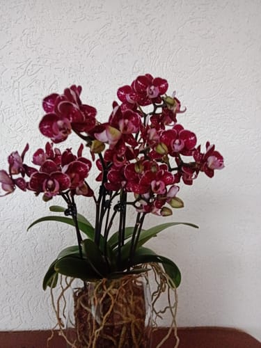 Customer photo review of Große Two of Us Coco Purple Rain mit lila-gefleckten Blüten und 5+ Rispen