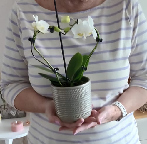 Customer photo review of Table Dance Herzform mit weißen Blüten inkl. Keramiktopf Champagner