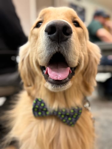 Customer photo review of Blue Watermelon Dog Bow Tie for Dog and Cat Collar- Summer Dog Bowtie
