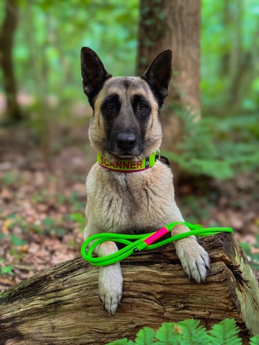 Customer photo review of Neoprene Half-Check Dog Collar with Name - L | 4Kyon