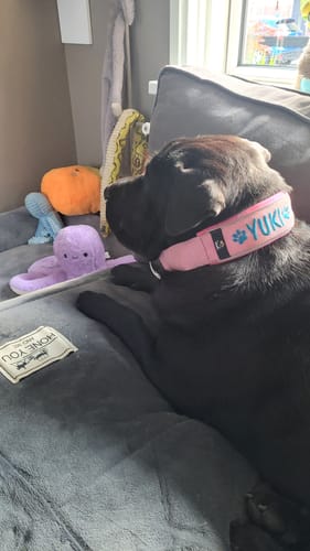 Customer photo review of Neoprene Half-Check Dog Collar with Name - XL | 4Kyon