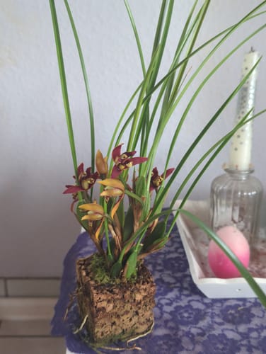 Customer photo review of Maxillaria tenuifolia Duftorchidee im Korkquader