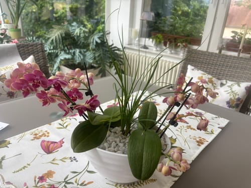 Customer photo review of Pflanzschale in Weiß aus hochwertiger Keramik