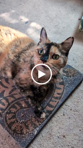 Customer video review of Asian Tiger - Luxury Cat Scratching Board