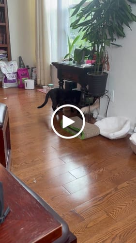 undefined review of SPEEDY TAIL 2.0 image 1 out of 1