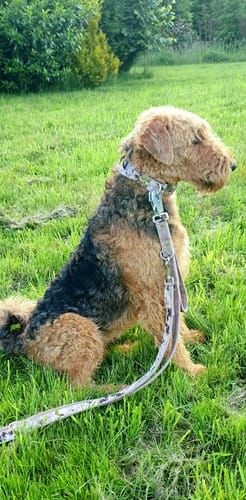 Customer photo review of Smycz przepinana z dodatkową raczką - Multi Guard Leash Camo Beige