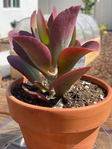 Customer photo review of Kalanchoe Dragonfire | Dragonfire