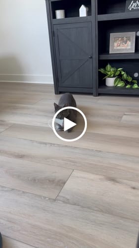 Customer video review of Roly Poly Cat Toy