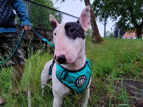 Frandsen R. review of Comfort Premium Harness | Non Restrictive - Turquoise image 1 out of 1