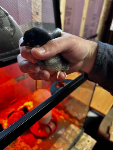 Customer photo review of French Black Copper Marans (European Imported National Champion Bloodline) Chick (Unsexed)
