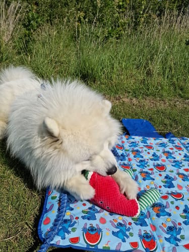 Customer photo review of Disney© Travel Mat - Stitch's Fruit Fiesta