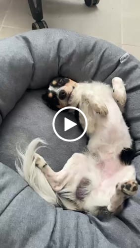 Customer video review of Funda Lino para Cama Antiestrés para Perros