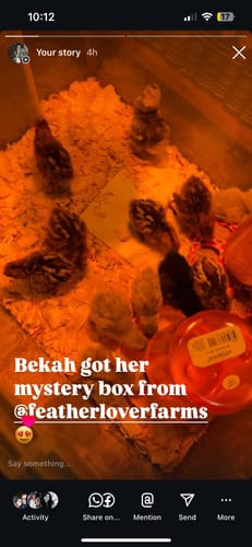 Customer photo review of 6 or 12 Mystery Chick Pack "Rare & Designer Breed Assortment" (Unsexed)