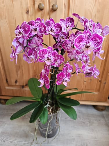 Customer photo review of Große Two of Us Coco Purple Rain mit lila-gefleckten Blüten im 3er Set mit 4+ Rispen