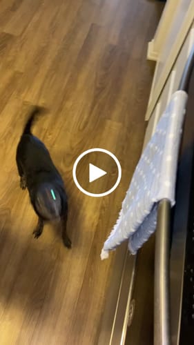 Customer video review of Smoked Beef Marrow Bone