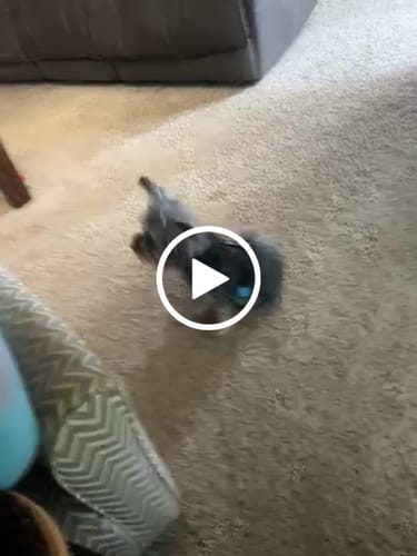 Customer video review of FurLife™ - 12 Months Flea and Tick Tags for Dogs