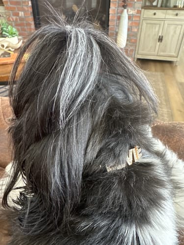 Customer photo review of CUSTOM DOG COLLARS WITH STUDDED JEWELRY