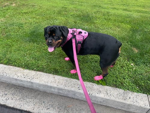 Customer photo review of WagWellies® Mojave