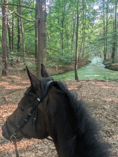 Customer photo review of Strotonin Horse Support