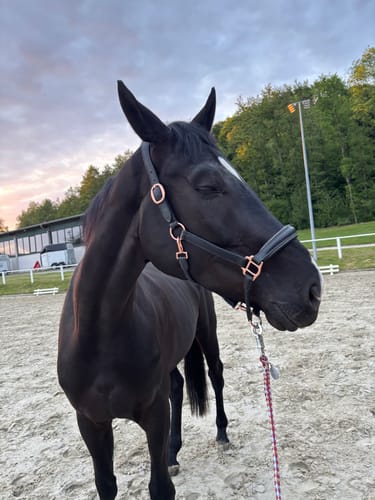 Customer photo review of Strotonin Horse Support