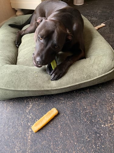 Customer photo review of Blueberry Yak Chews