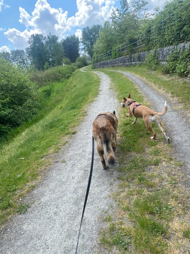 Customer photo review of Evolutor - the most durable leash in the world