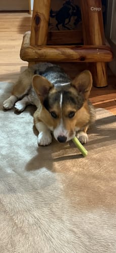 Customer photo review of 4-Stick Yak Chew Pack – Mint, Banana, Strawberry & Pumpkin
